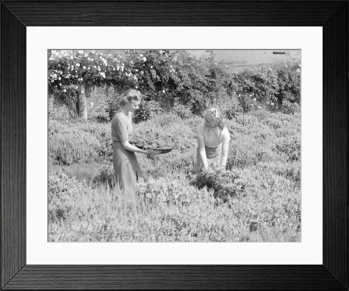 Framed Print : Girls gathering white heather August 1941 Framed Print : Girls gathering white heather August 1941