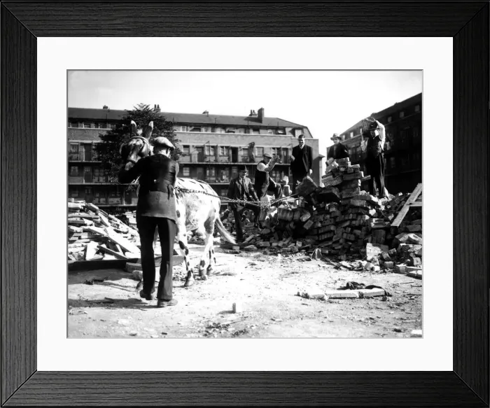 Framed Print : WW2 Air Raid Damage October 1941 A circus mule helps in demolition of a bombed Framed Print : WW2 Air Raid Damage October 1941 A circus mule helps in demolition of a bombed