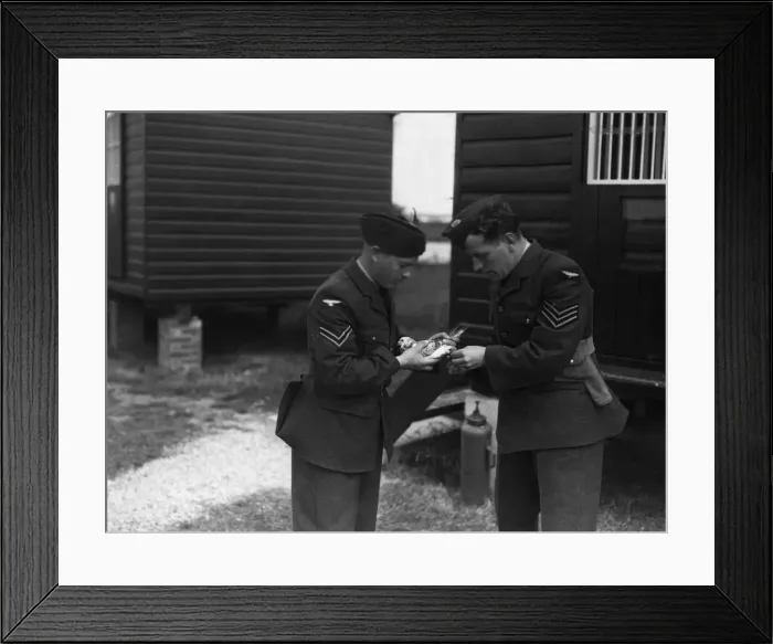 Framed Print : Animals at War Birds Pigeon. A messenger pigeon sits in the hand of an soldier as another Framed Print : Animals at War Birds Pigeon. A messenger pigeon sits in the hand of an soldier as another