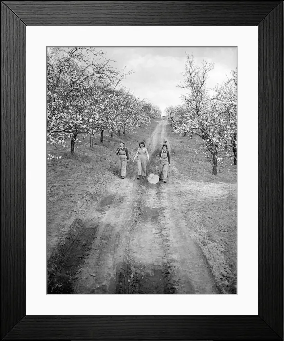 Framed Print : Landgirls in Kent Orchard during WW2 - 1941 Women doing mens jobs during the war Framed Print : Landgirls in Kent Orchard during WW2 - 1941 Women doing mens jobs during the war