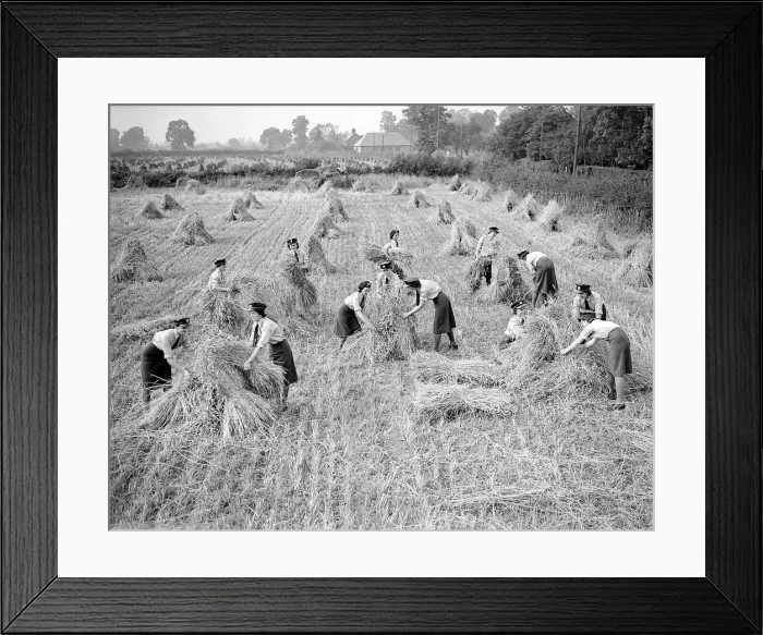 Framed Print : W. A. A. Fs Harvesting during WW2 - September 1941 Women doing mens jobs during