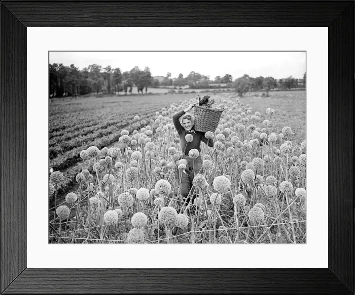 Framed Print : Landgirl colllection Onion Seeds 1941 Women fulfilling Mens work duties during Framed Print : Landgirl colllection Onion Seeds 1941 Women fulfilling Mens work duties during