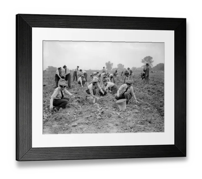 Framed Print : Women Gathering Potatoes in Field - 1941 Women doing mens jobs during the war Framed Print : Women Gathering Potatoes in Field - 1941 Women doing mens jobs during the war