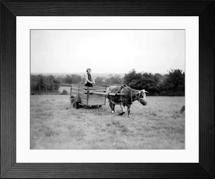 Framed Print : A member of the Land Army driving a oxen cart Women fulfilling Mens work duties Framed Print : A member of the Land Army driving a oxen cart Women fulfilling Mens work duties