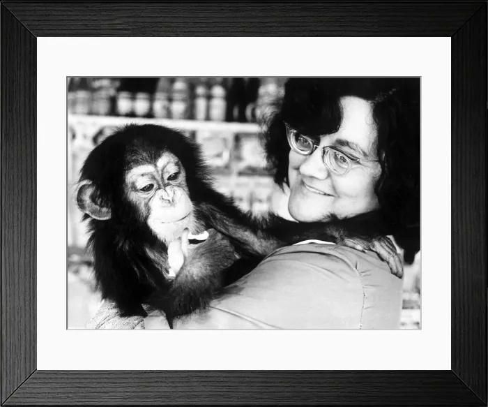Framed Print : Mrs Leslie Clews with Judy the one year old chimpanzee, pictured at Southam Zoo farm Framed Print : Mrs Leslie Clews with Judy the one year old chimpanzee, pictured at Southam Zoo farm