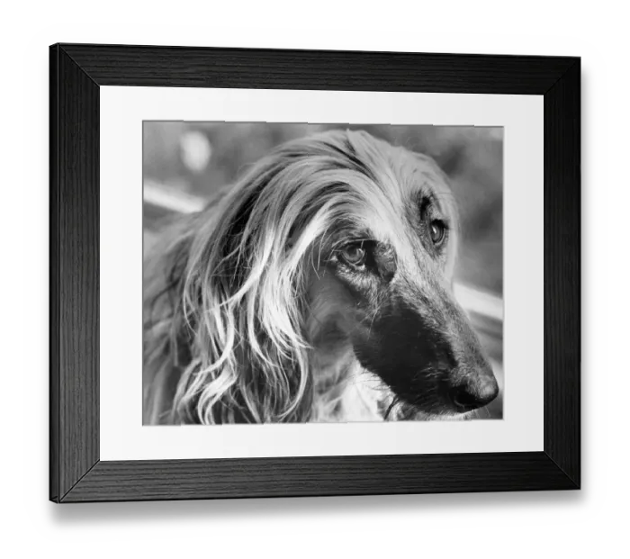 Framed Print : A picture of a sad Afghan Hound