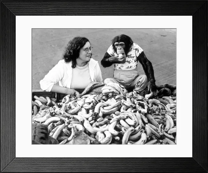 Framed Print : Micky, a three year old chimpanzee, on a shopping trip to Barras Heath wholesale market
