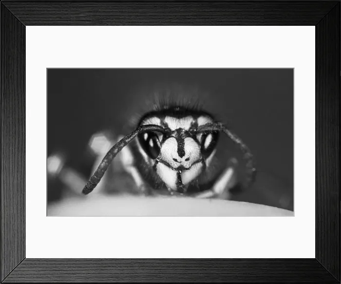 Framed Print : Close-up of a wasp. 16th September 1970