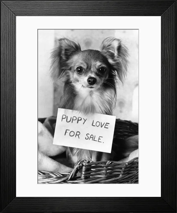 Framed Print : Chi, the amorous Chihuahua is short of puppy love