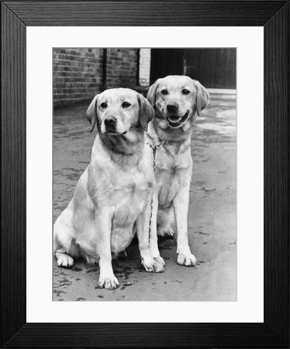 Framed Print : Samba (left) and her puppy Peter, two of the friendliest Golden Labradors Framed Print : Samba (left) and her puppy Peter, two of the friendliest Golden Labradors