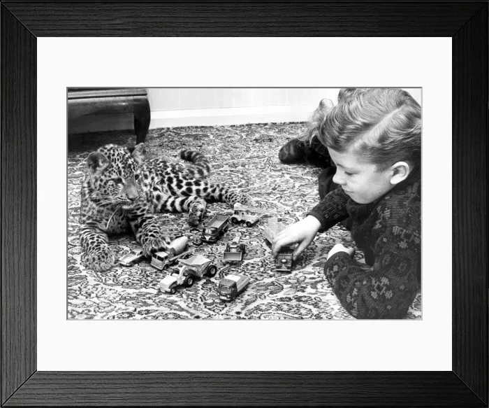 Framed Print : Bobby plays with Zac the leopard cub at Whitley Zoo, Coventry. 7th March 1966