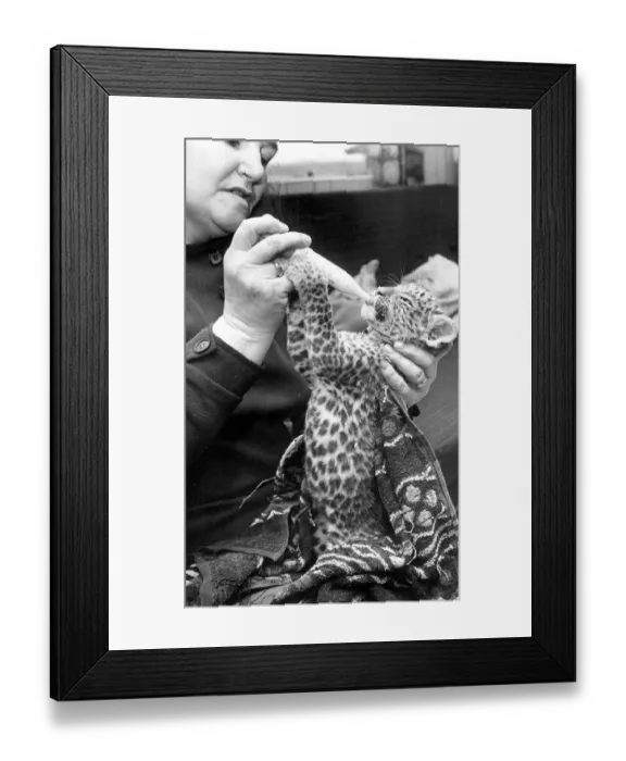Framed Print : Delila the leopard cub at Coventry Zoo, being fed by Mrs Maureen White Framed Print : Delila the leopard cub at Coventry Zoo, being fed by Mrs Maureen White