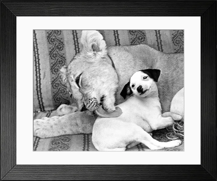 Framed Print : Sheba, a seven month old lion cub, gives one of the dogs a friendly lick at Southam Farm Framed Print : Sheba, a seven month old lion cub, gives one of the dogs a friendly lick at Southam Farm