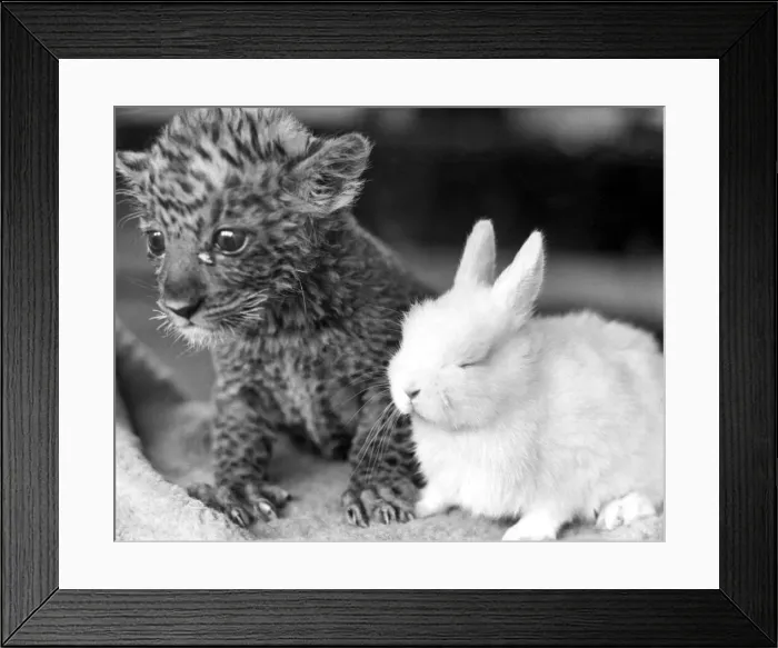 Framed Print : Pest the leopard cub and Dozy the rabbit become acquainted at Southam Farm Zoo Framed Print : Pest the leopard cub and Dozy the rabbit become acquainted at Southam Farm Zoo