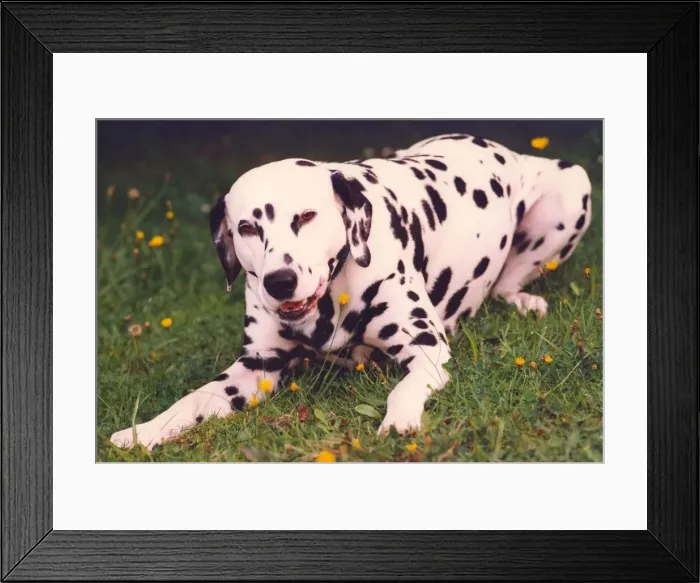 Framed Print : A Dalmation taking a rest Framed Print : A Dalmation taking a rest