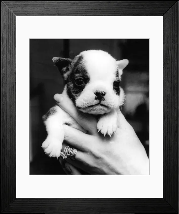 Framed Print : A young Bulldog puppy Framed Print : A young Bulldog puppy