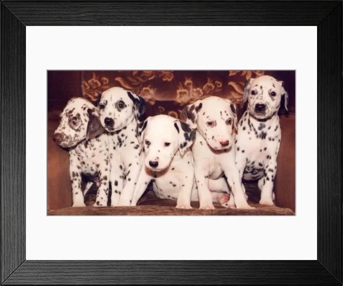Framed Print : Five Dalmation puppies