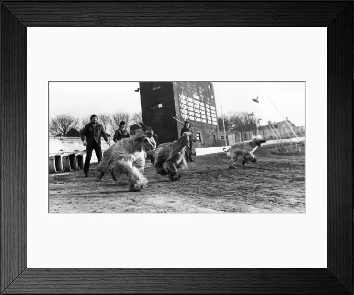 Framed Print : Afghan Hounds going in the right direction