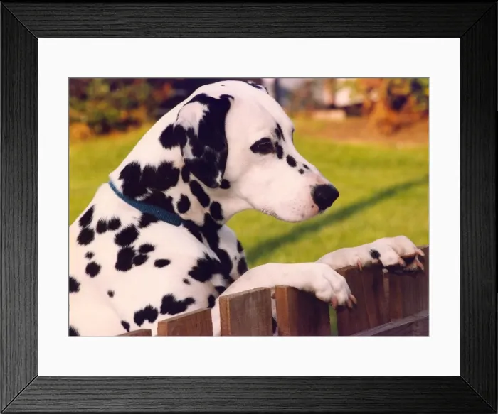 Framed Print : A Dalmation looking over a fence