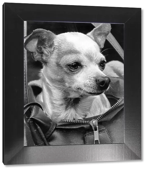 A Chihuahua in a bag