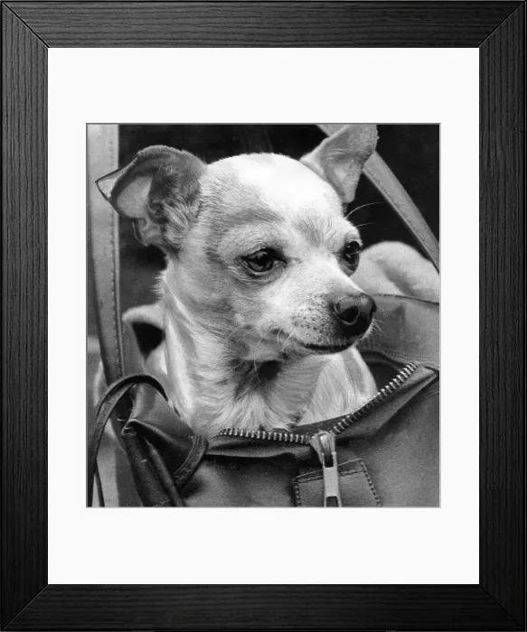 Framed Print : A Chihuahua in a bag Framed Print : A Chihuahua in a bag