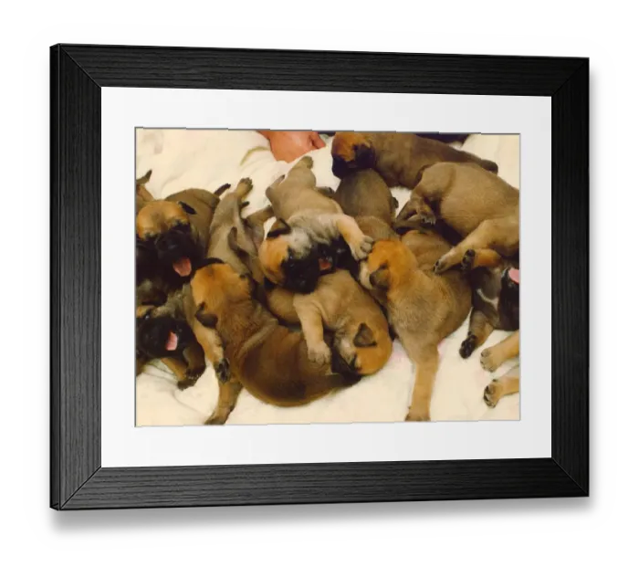Framed Print : Plenty of playful puppies