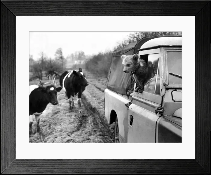 Framed Print : A bear cub takes a spin in a Land Rover at Southam Farm Zoo, Warwickshire Framed Print : A bear cub takes a spin in a Land Rover at Southam Farm Zoo, Warwickshire