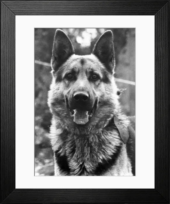 Framed Print : A picture of an Alsatian dog Framed Print : A picture of an Alsatian dog