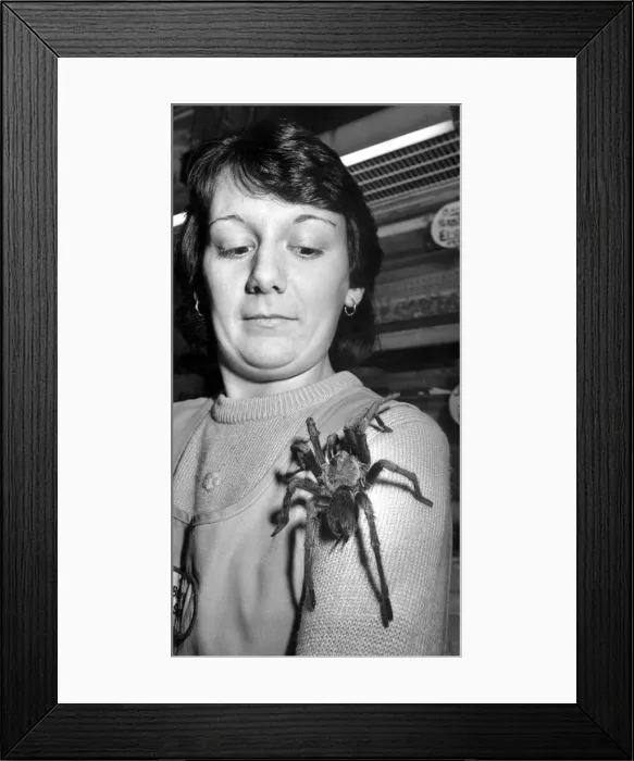 Framed Print : Tina Edwards watches a Haitian tarantula approach her face. 12th January 1988 Framed Print : Tina Edwards watches a Haitian tarantula approach her face. 12th January 1988