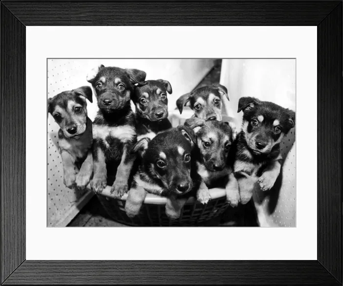 Framed Print : A litter of Alsatian puppies Framed Print : A litter of Alsatian puppies