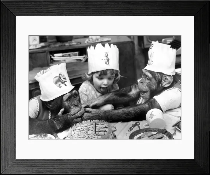 Framed Print : Chimpanzees Rosie (left) and Bugsey squabble over a piece of cake which Tracy had just