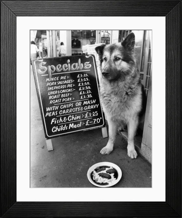 Framed Print : Ben the lost Alsatian enjoys a meal at the Park Cafe in Haymarket Framed Print : Ben the lost Alsatian enjoys a meal at the Park Cafe in Haymarket
