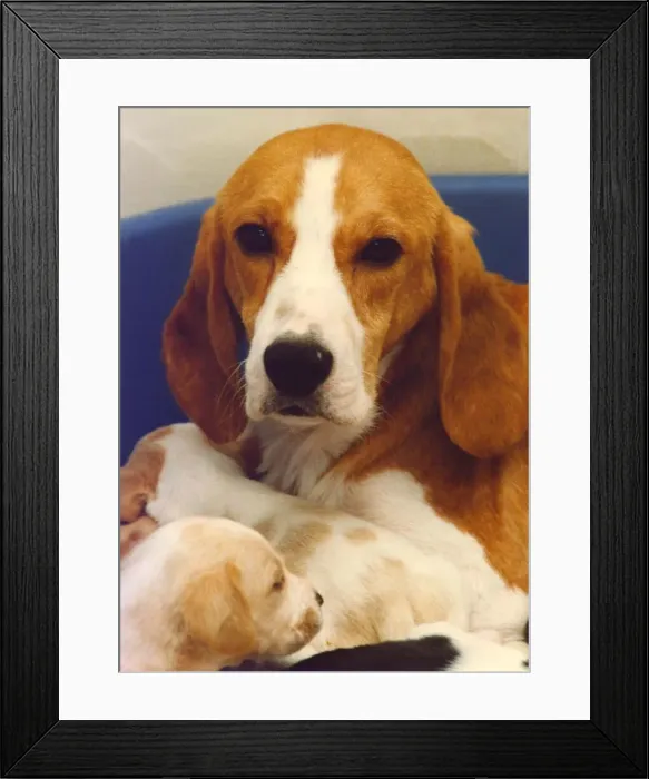 Framed Print : A Beagle with her puppies Framed Print : A Beagle with her puppies