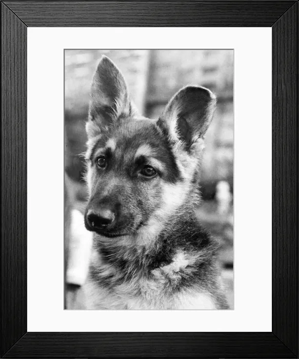 Framed Print : A picture of an Alsatian dog Circa 1970 Framed Print : A picture of an Alsatian dog Circa 1970