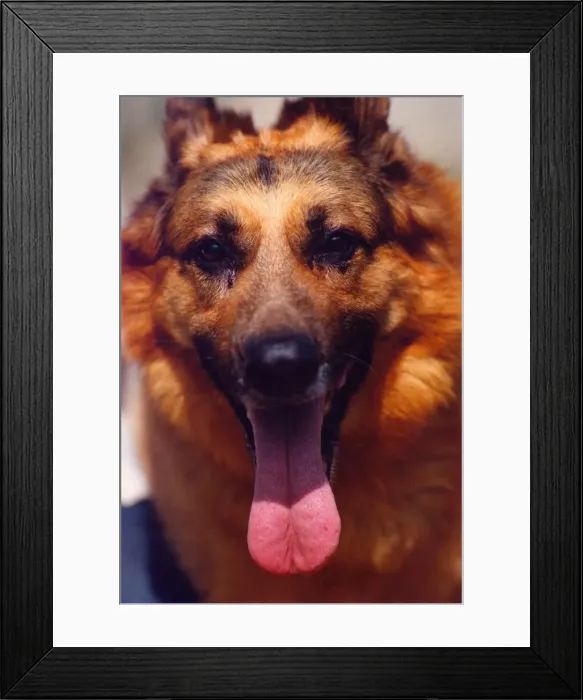 Framed Print : Shep the German Shepherd Framed Print : Shep the German Shepherd