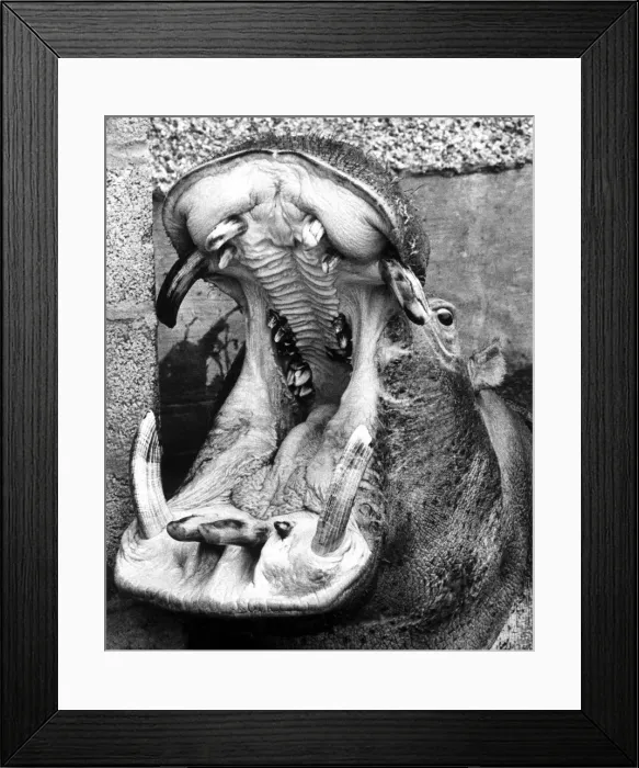Framed Print : Life is just one big yawn'for Harry the Hippo at Coventry Zoo park