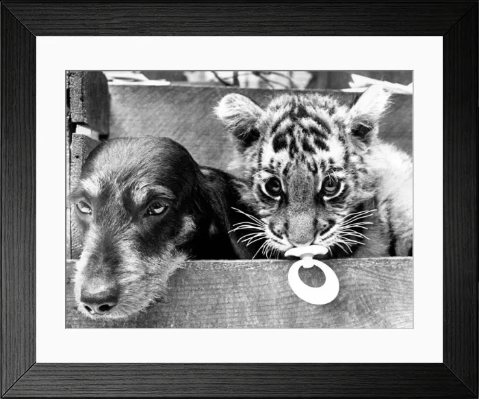 Framed Print : Dinah the daschund with Tigimouse the Pantig at Southam Zoo Framed Print : Dinah the daschund with Tigimouse the Pantig at Southam Zoo