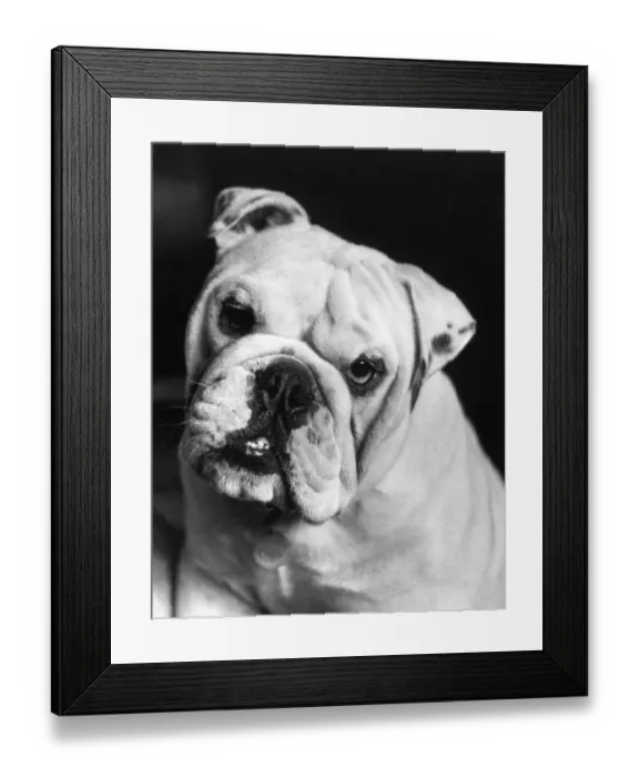 Framed Print : A picture of a Bulldog