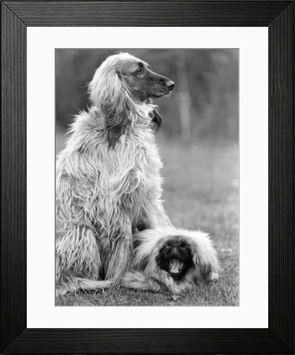 Framed Print : The odd couple an Afghan Hound and a Pekingese Framed Print : The odd couple an Afghan Hound and a Pekingese