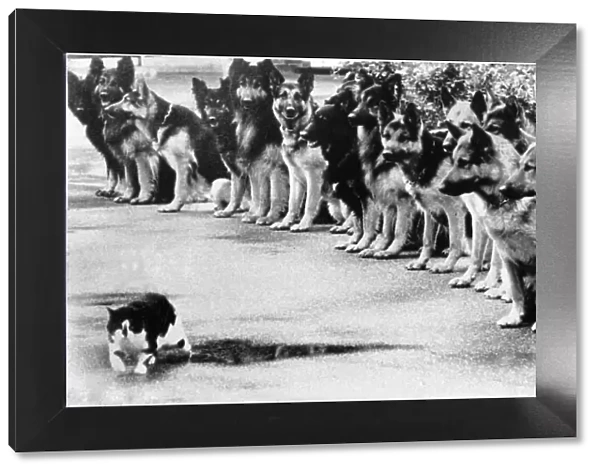 Alastians being put to the test at the police dog training centre whislt the cat takes it