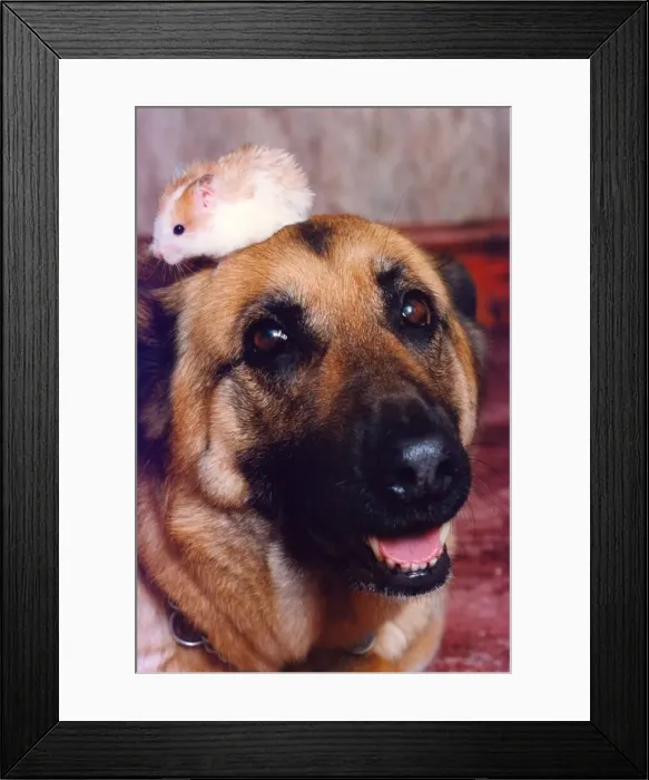 Framed Print : Best buddies, Gizmo the hamster with Sheba the German Shepherd Framed Print : Best buddies, Gizmo the hamster with Sheba the German Shepherd
