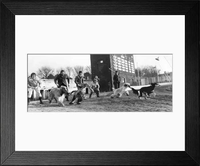 Framed Print : Afghan Hounds going in the right direction Framed Print : Afghan Hounds going in the right direction
