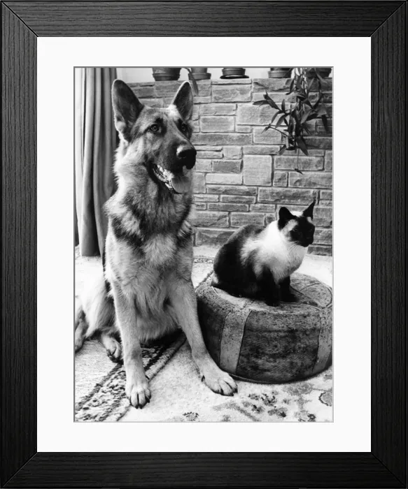 Framed Print : Best of pals Chico the Alsatian and Chen the cat Framed Print : Best of pals Chico the Alsatian and Chen the cat