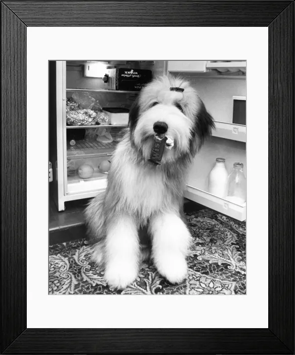 Framed Print : Krocket the bearded collie loves his food Framed Print : Krocket the bearded collie loves his food