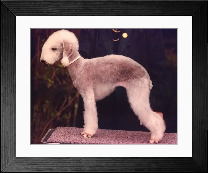 Framed Print : A Bedlington terrier Framed Print : A Bedlington terrier