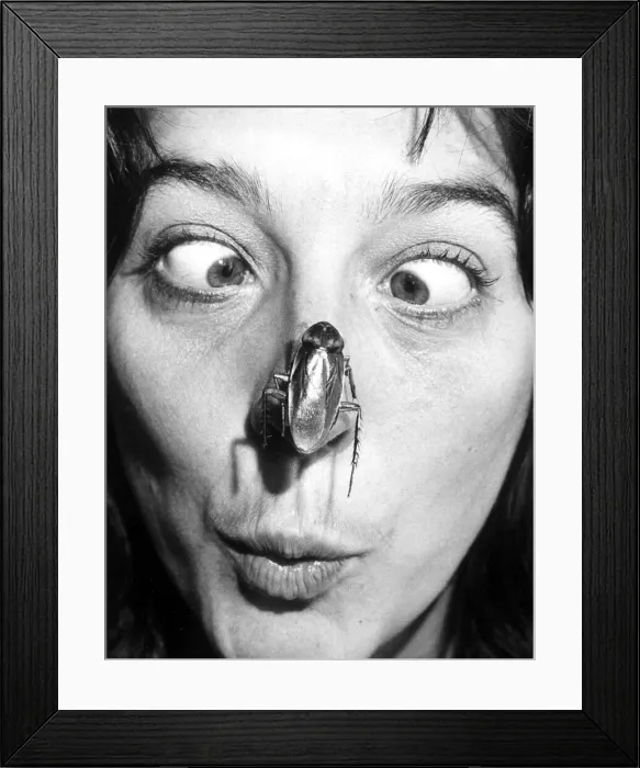 Framed Print : Gillian Langdale gets a close-up view of one of the creepy-crawlies on show at an