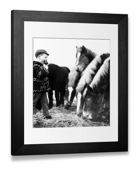 Framed Print : Five-year-old Paul Williams is watched by the ponies as he eats his toffee apple Framed Print : Five-year-old Paul Williams is watched by the ponies as he eats his toffee apple