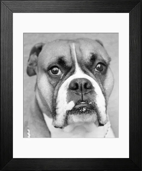 Framed Print : A picture of a Boxer Dog Framed Print : A picture of a Boxer Dog