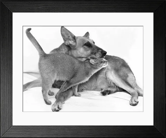 Framed Print : Roxy the cat leads a dogs life thank to her adopted mum, Sheba the German Shepherd Framed Print : Roxy the cat leads a dogs life thank to her adopted mum, Sheba the German Shepherd