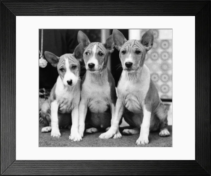 Framed Print : The three 10 weeks old Basenji pups